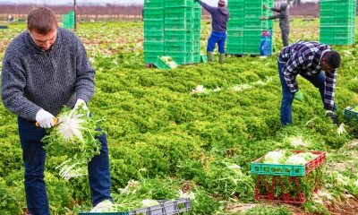 Attention à la requalification des CDD saisonniers !