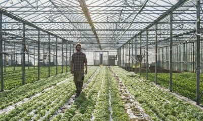 Plan de résilience : des aides pour soutenir l’agriculture