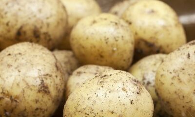 Producteurs de pommes de terre : déclarez vos surfaces !
