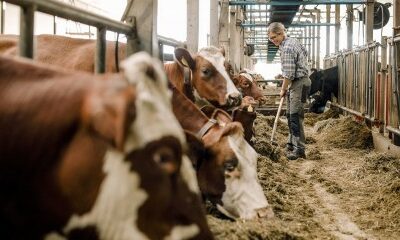 Élevage bovin : une nouvelle zone réglementée pour la DNC